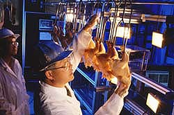 Inspecting chickens